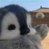 Tr