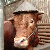 Giải