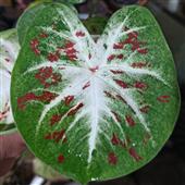 BỮ