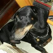 truy
