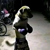 Gấu 