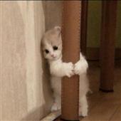 Kèo 