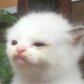 Dõ
