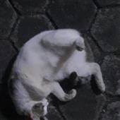 Bả