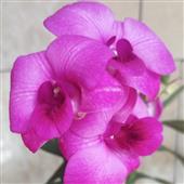 phướ