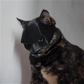 Casi