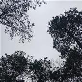 Lịch