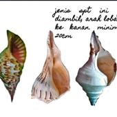 Và