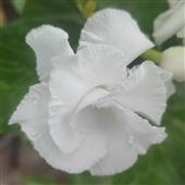 Bảng