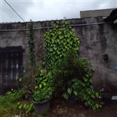 Cung
