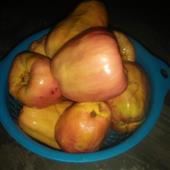 Bầ