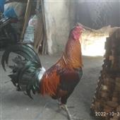 Đánh