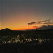 Bầy 