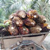 sự s