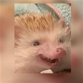 Ho