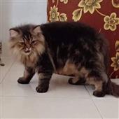 Lờ
