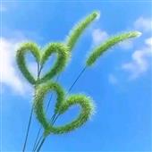 Re