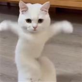 Ch