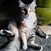 Hầ