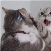 Ca