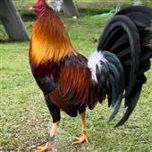 Bộ