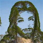 Mơ