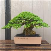 CỪ