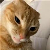 Tr