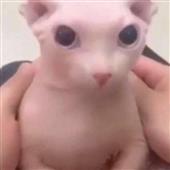 Cá