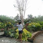 mạt 