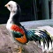 Ch