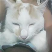 Các 