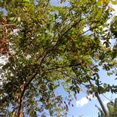 Vậ