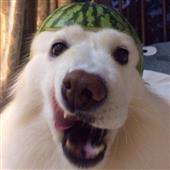 Cu