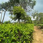 sự