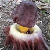 Đạ