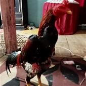 Tr