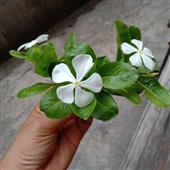 Cuộc