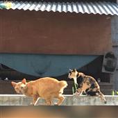 Củ
