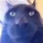 Mèo 
