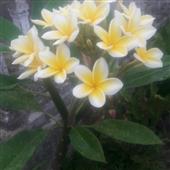 Chỉ 