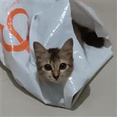 Ga