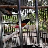 xứ s