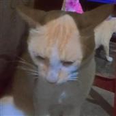 Hòm 