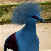 Độ