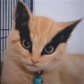 Ch