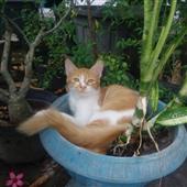 Bữ