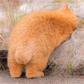 N8 đ