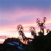 Cuộc