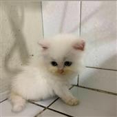 Mơ